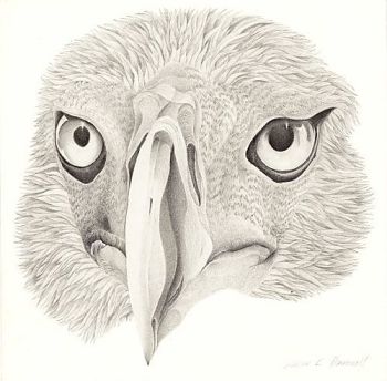 Drawing by Marian Damerell: Eagle 2